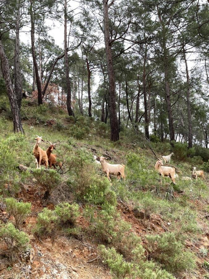 Inlice Uenzile Bungalow Inlice Kamp Fethiye Dış mekan fotoğraf